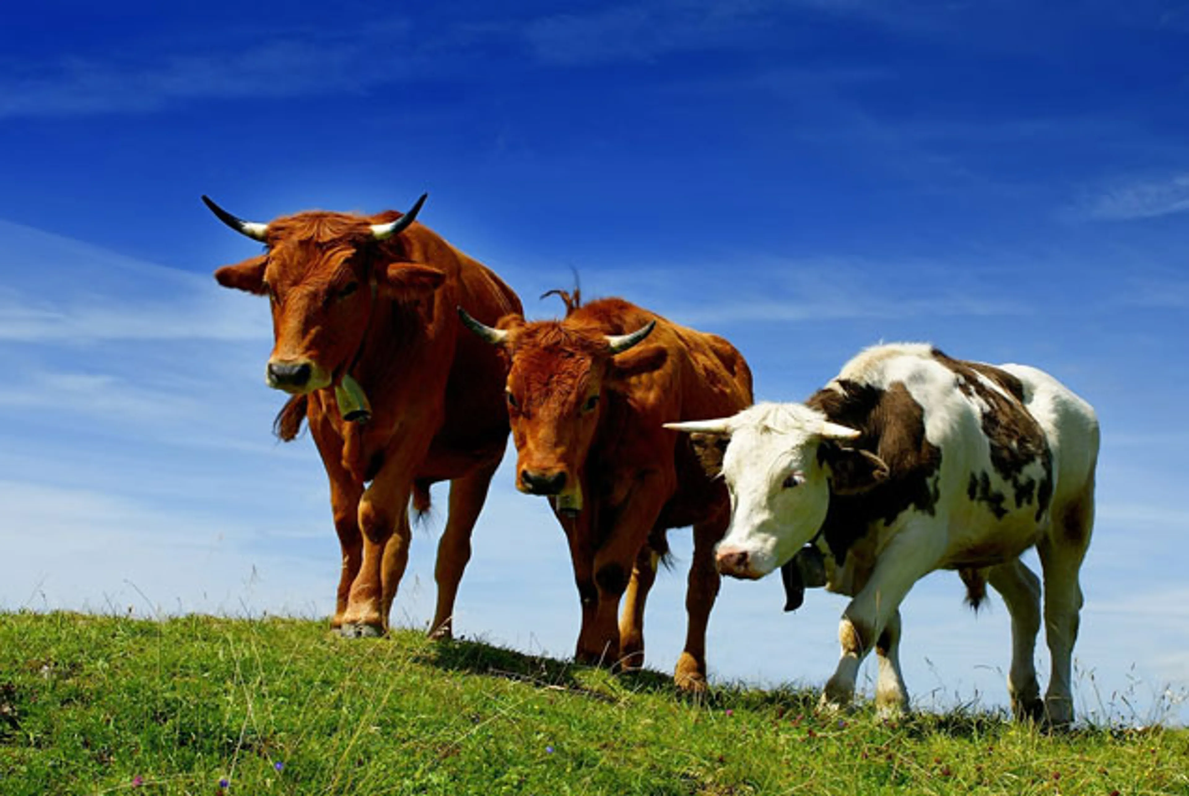 Капитал - Эпизоотическая ситуация в Кыргызстане вызывает опасения