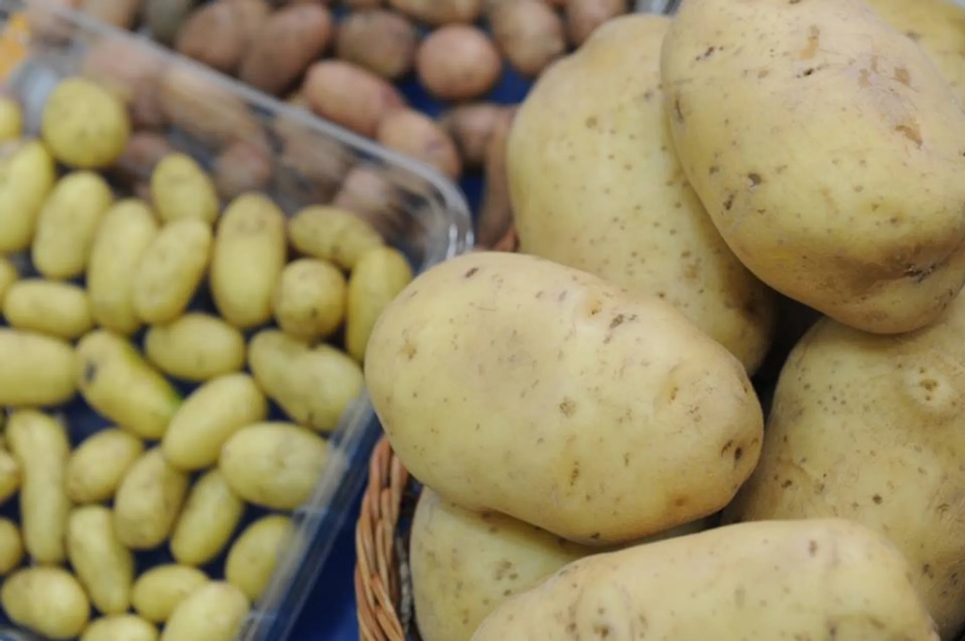 Капитал - Временно запрещен ввоз картофеля из Кыргызстана