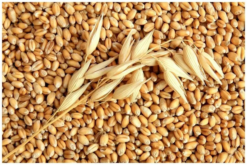 Капитал - Мировые цены на продовольствие в ноябре снизились на 10,7% - ФАО