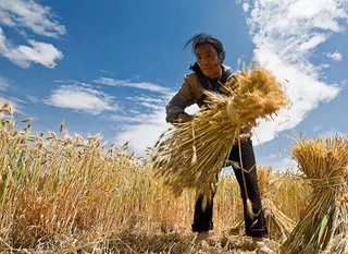 Капитал - Триллионы потратит Китай на переселение сельчан в города