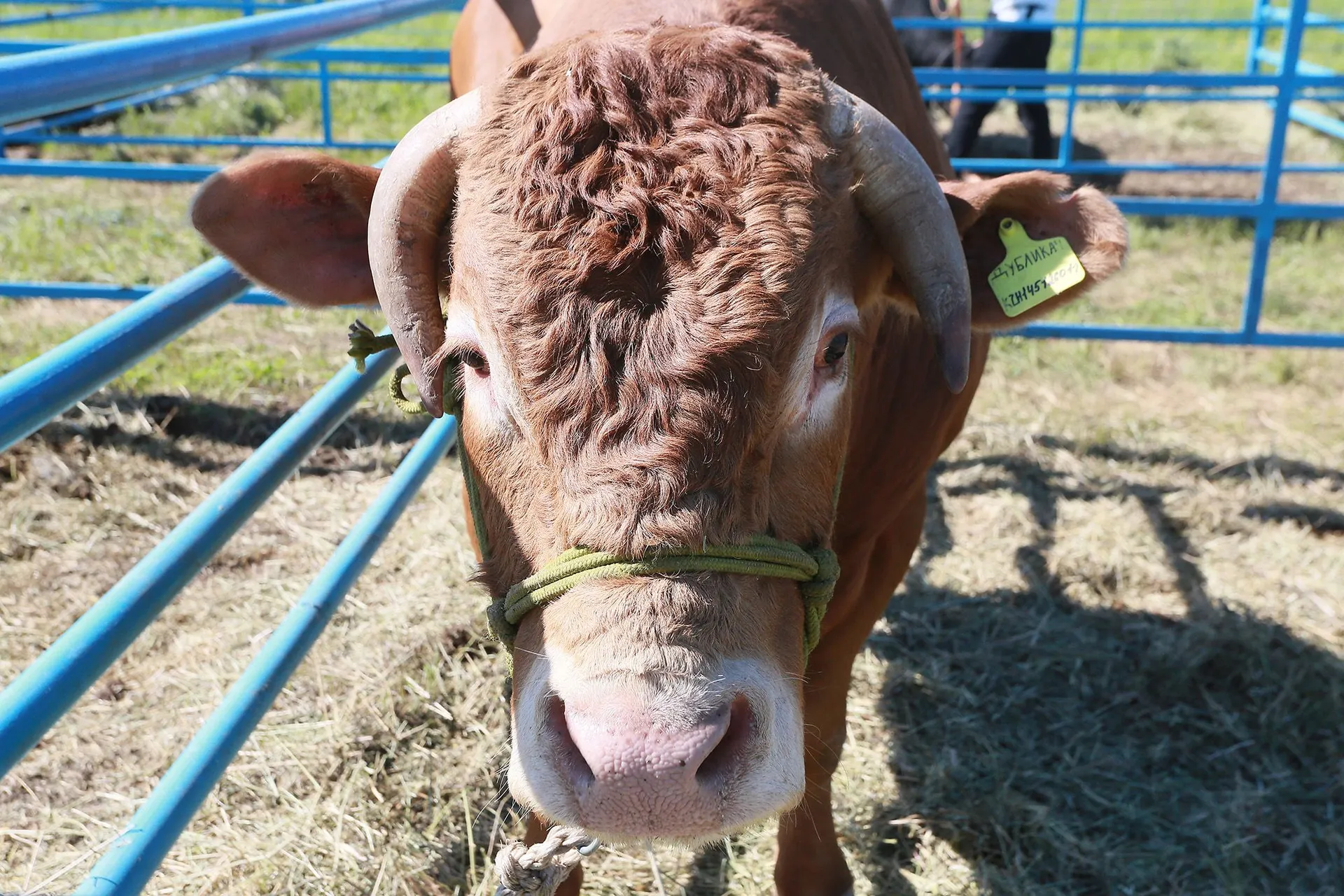 Фото: Руслан Пряников