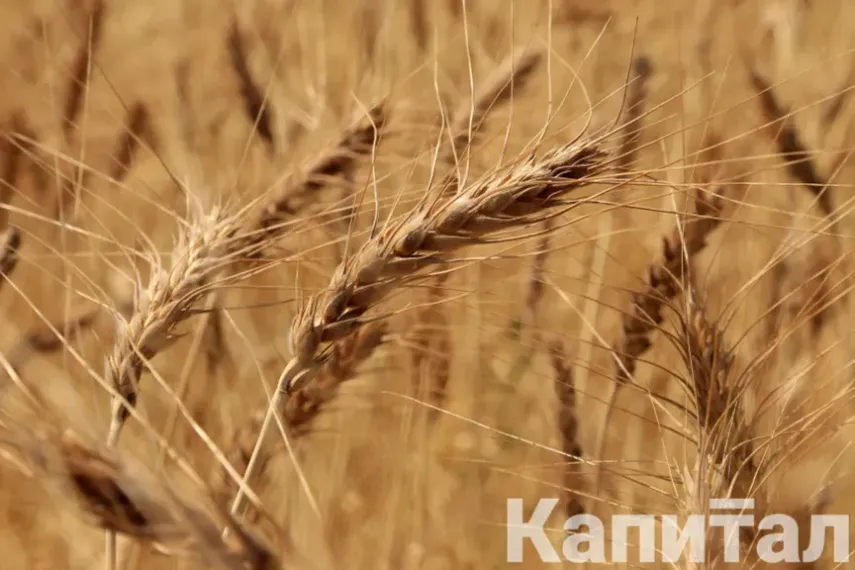 Капитал - Минсельхоз планирует ввести запрет на ввоз пшеницы в РК автотранспортом