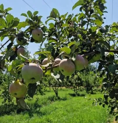 В Казахстане возрождают сорт яблок «Апорт»