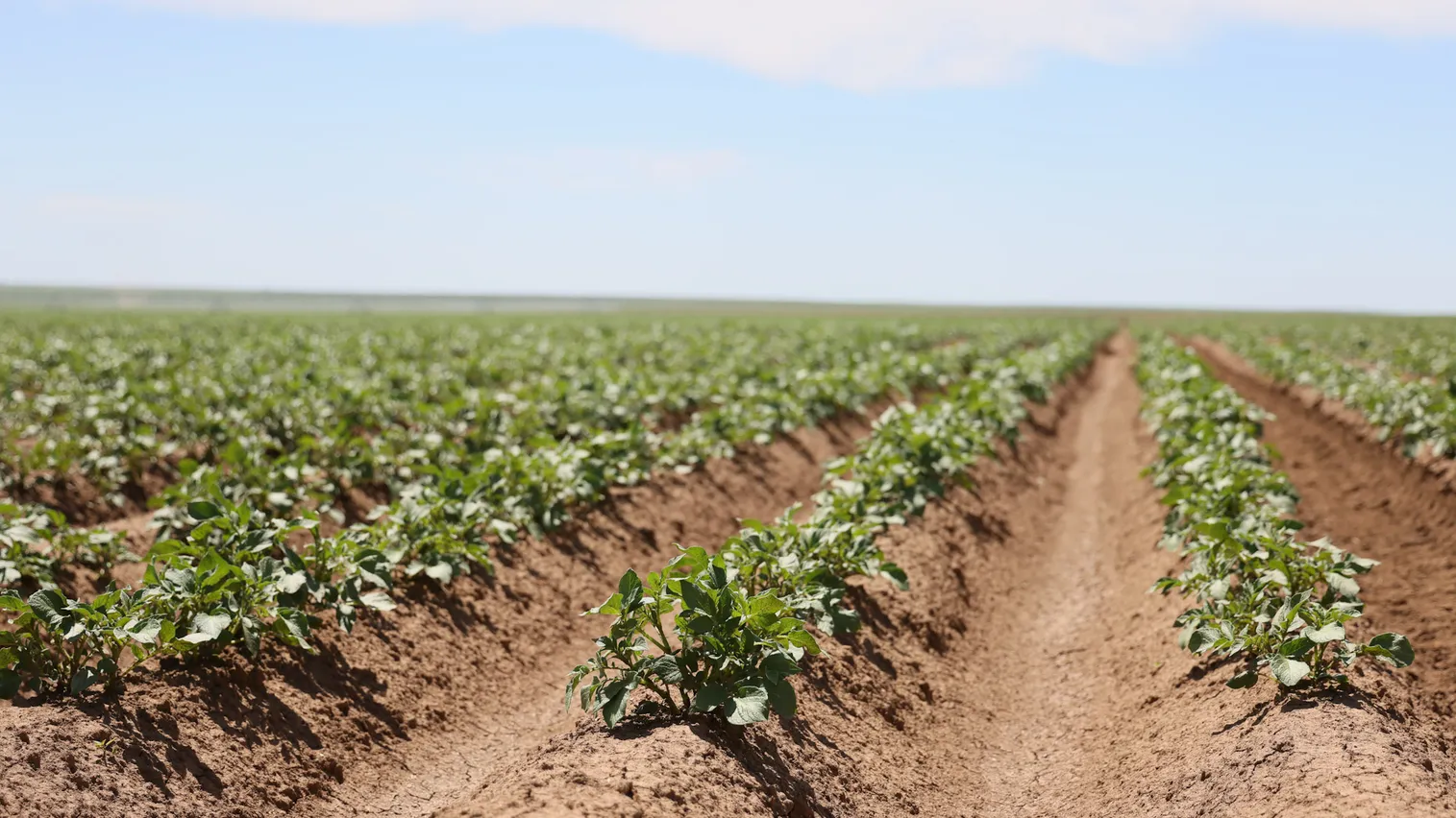 Крупную молочно-товарную ферму запустят в Карагандинской области - фото kapital.kz