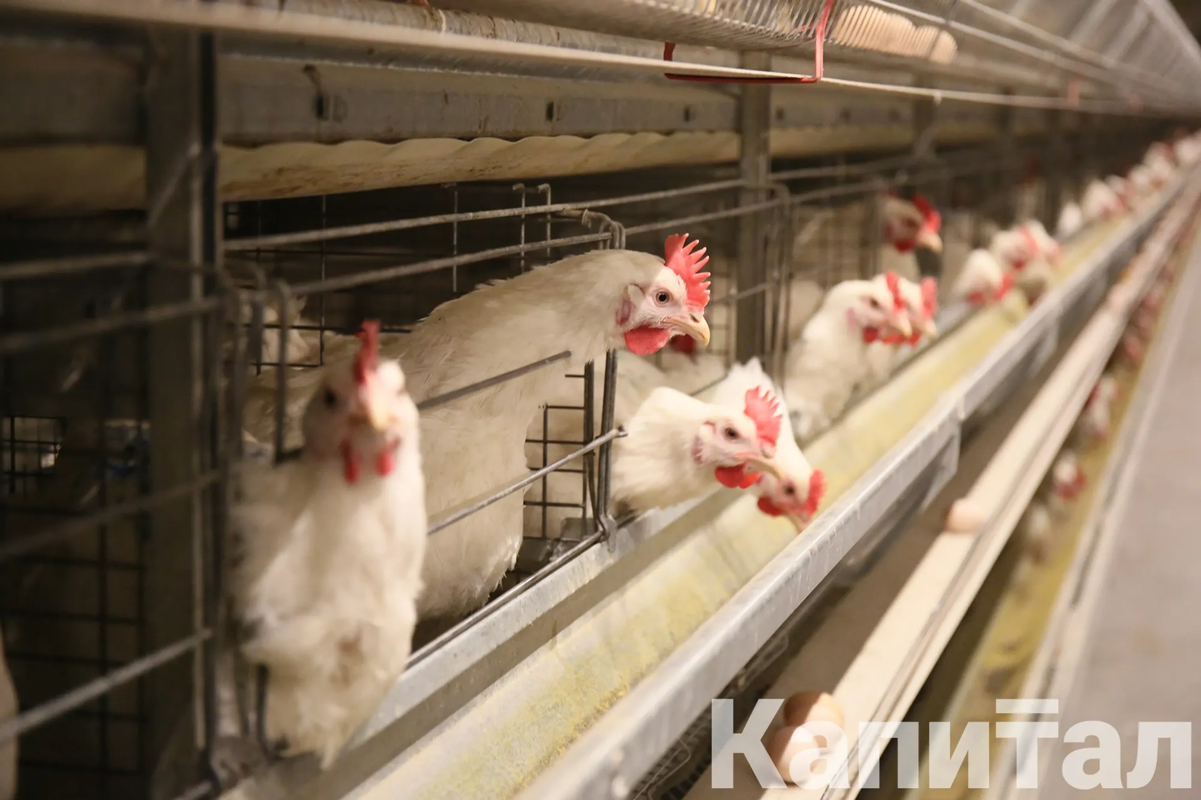 Капитал - Мясо птицы подорожало на 29% за год