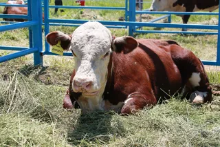 Фото: Руслан Пряников