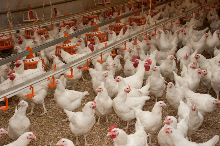Капитал - В Акмолинской области строят птицефабрику стоимостью 39 млрд тенге