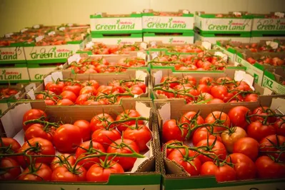 Сделано в Казахстане: лучшие сорта томатов и огурцов без ГМО круглогодично