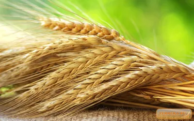 Онлайн-агробиржу запустили в Кызылординской области