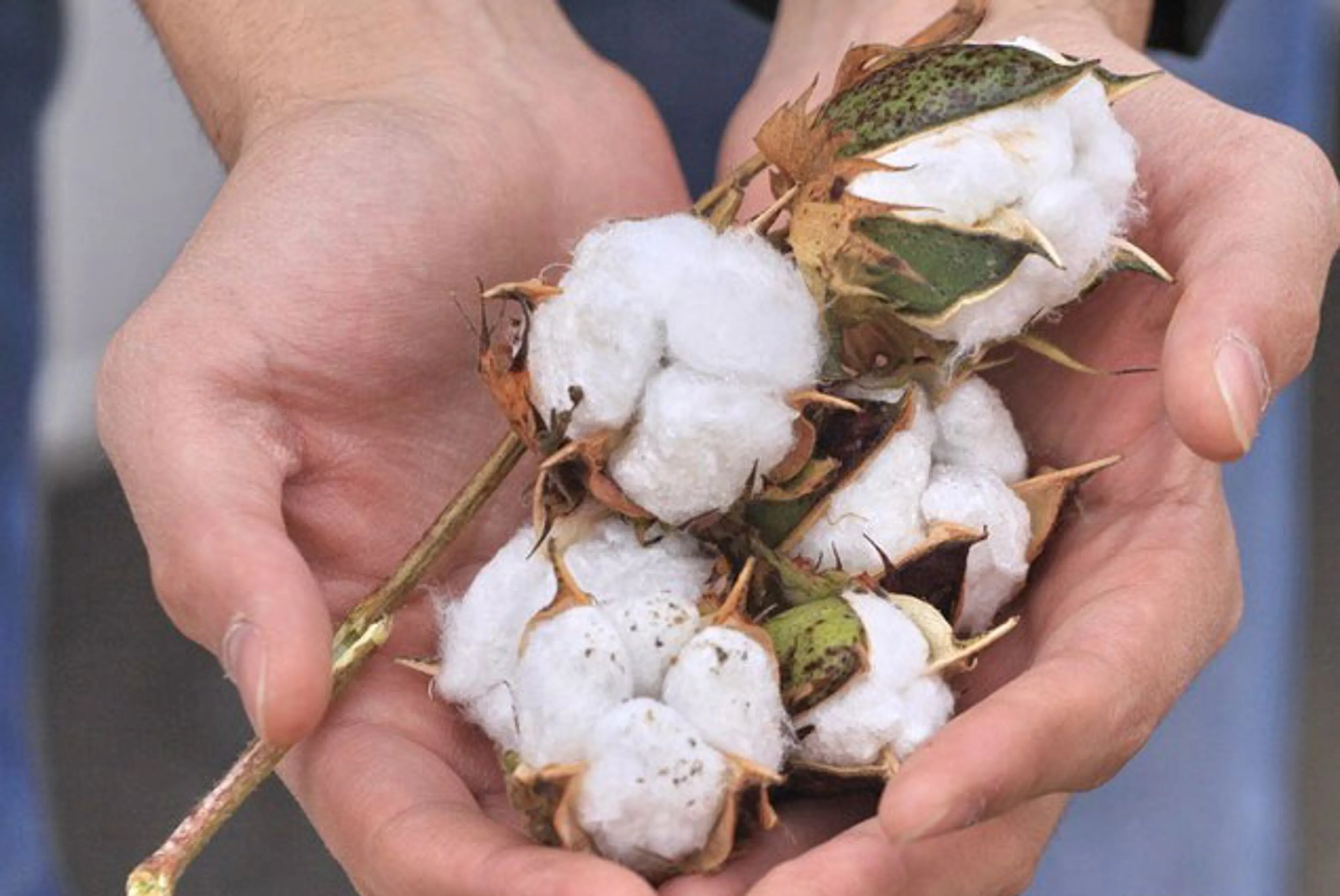 Капитал - В Минсельхозе РК предложили использовать ГМО