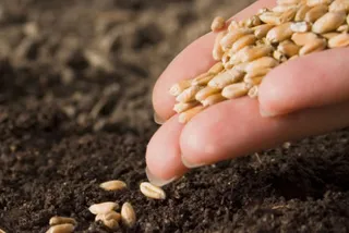 Капитал - В 2015 году будет засеяно 21,5 млн га земли