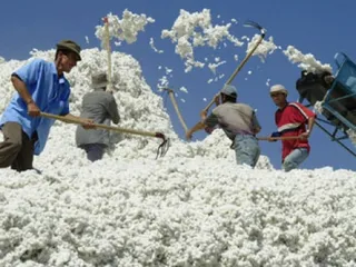 Капитал - Хлопкоробы получат 650 млн. тенге