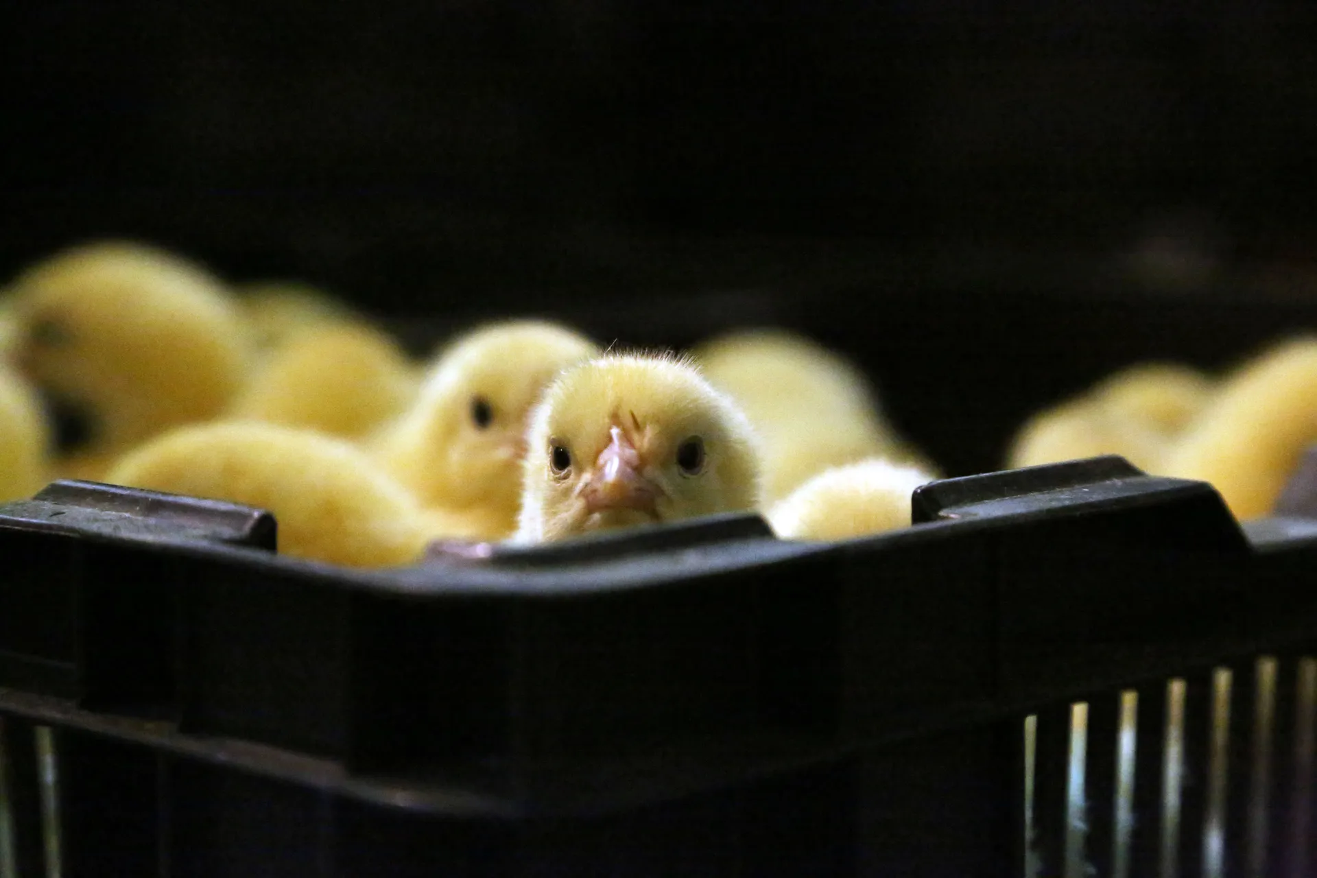 Капитал - Проект «КазАгро» не принес дохода