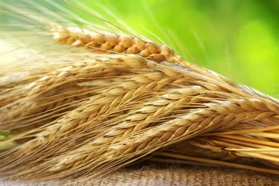 Повышен мировой прогноз сбора зерна