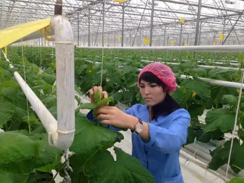 Самый большой тепличный комплекс в РК произвел 4 тысячи тонн продукции