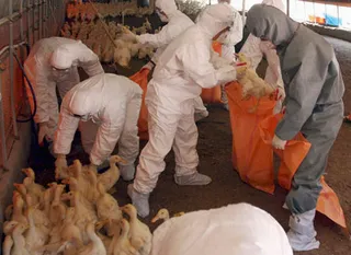 Капитал - В Китае истребляют уток из-за птичьего гриппа