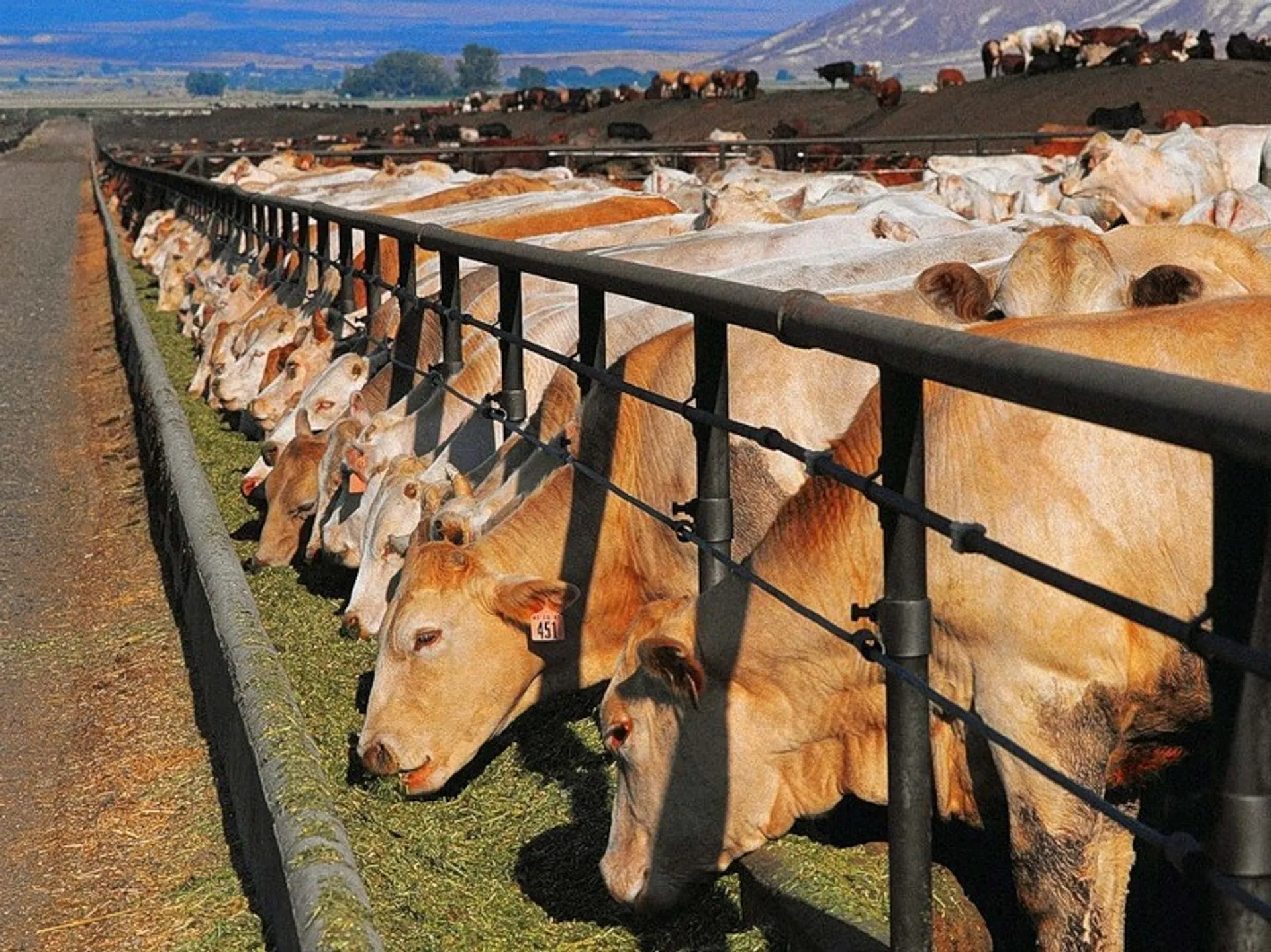 Капитал - АПК Казахстана потеряет 20 млрд. при вступлении в ВТО