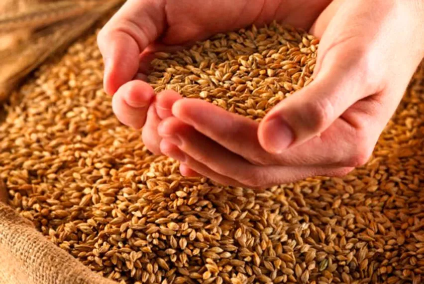 Капитал - РК, РФ и Украина могут контролировать 30% рынка зерна