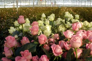 Капитал - Излишнюю энергию с Экибастузской ГРЭС направят на выращивание роз