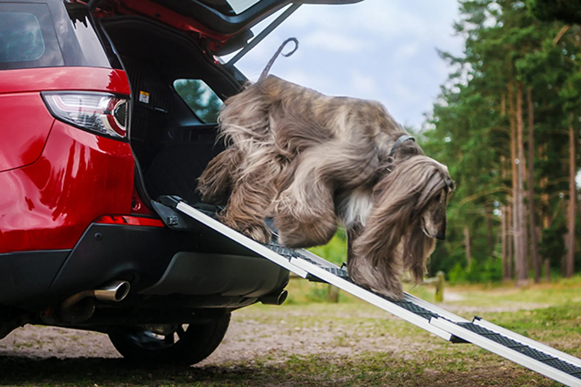 Капитал - Что Land Rover предлагает для путешествий с собаками?