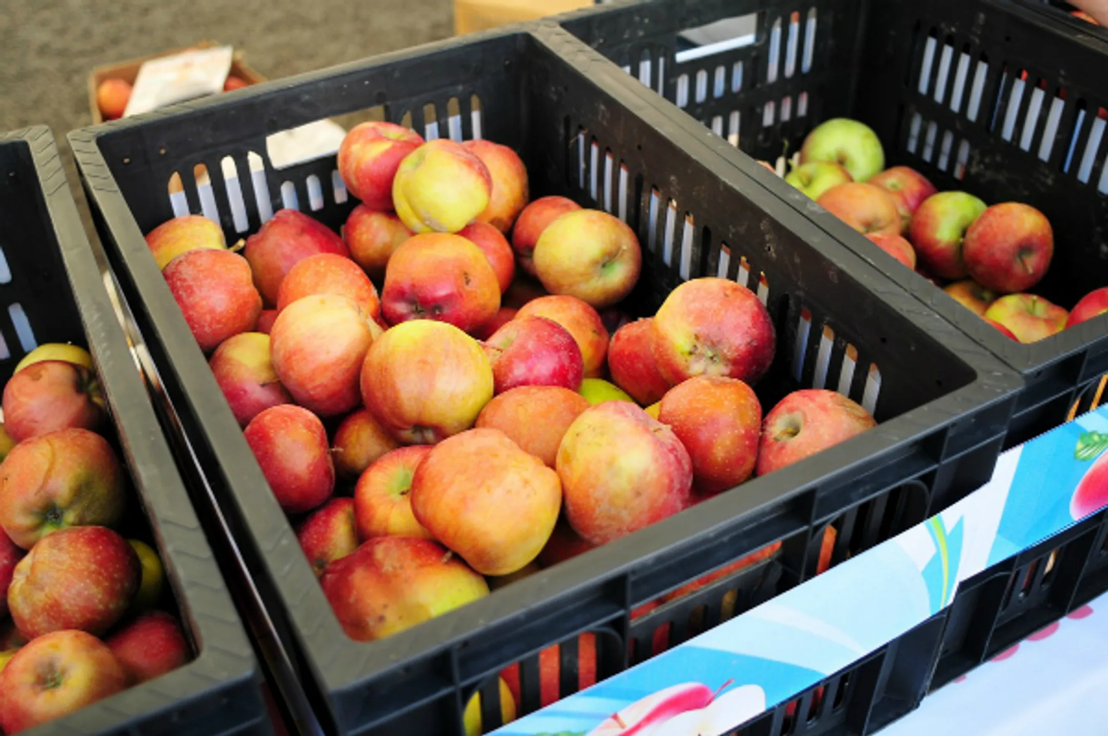 50% продаваемых в Казахстане яблок – импортные - Image Kapital.kz