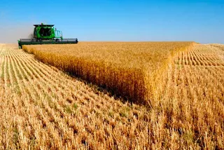 Капитал - В СКО 60% посевных площадей отвели под зерновые