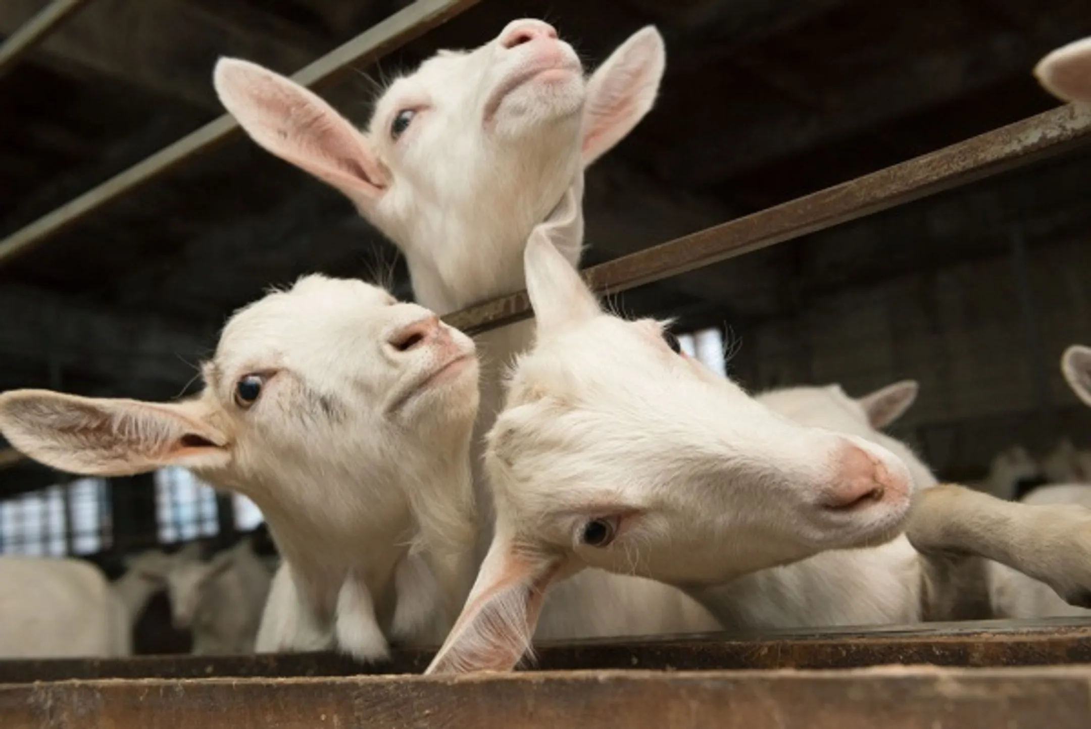 Мороженое из козьего молока будут производить в Атырауской области - Image Kapital.kz