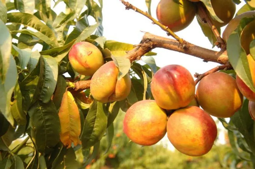 Капитал - Россия приостановила ввоз фруктов из КНР