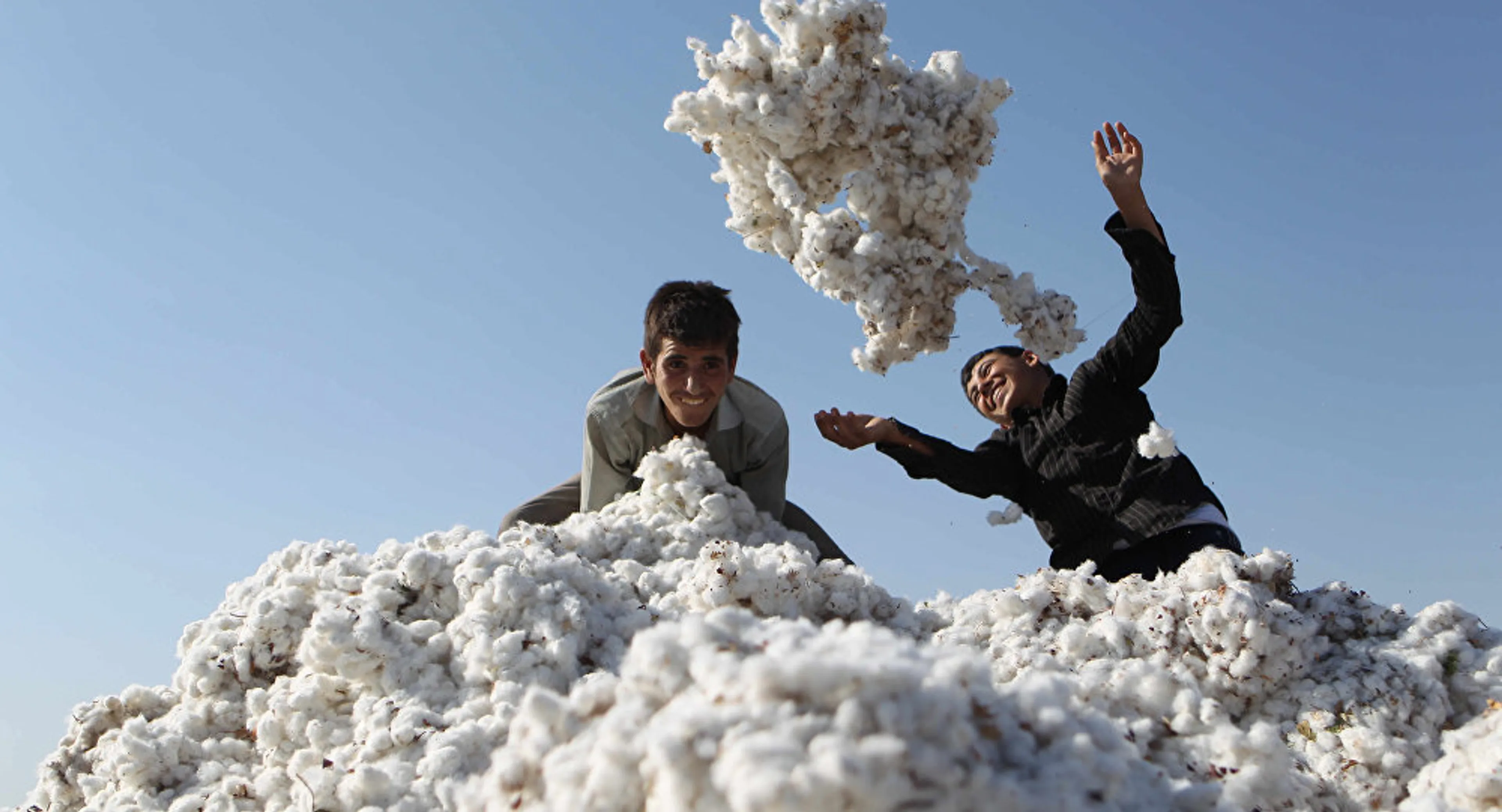 Капитал - Узбекистан реформирует систему управления хлопковой отраслью