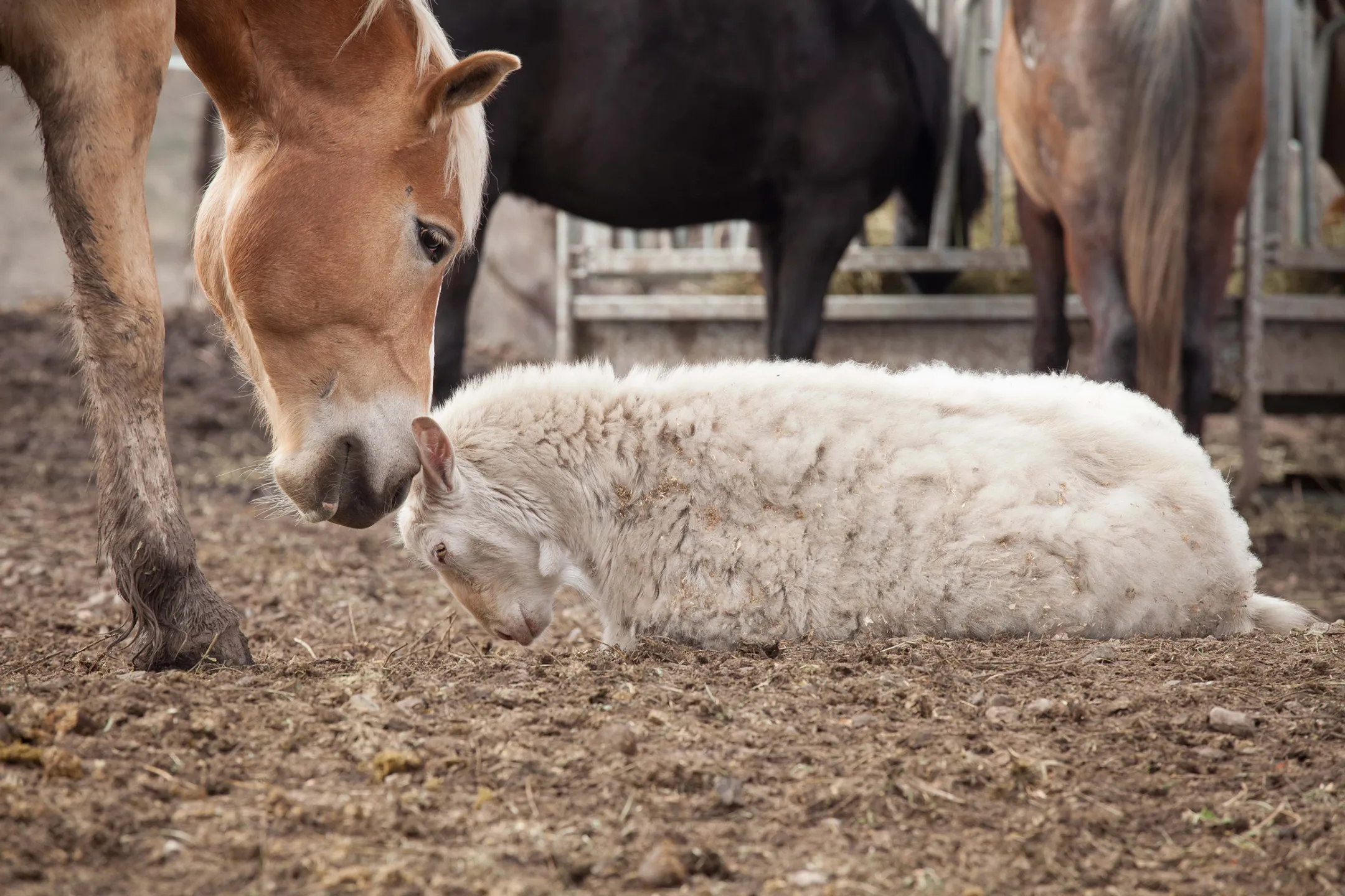 Лидерство с добрым сердцем - Image Kapital.kz