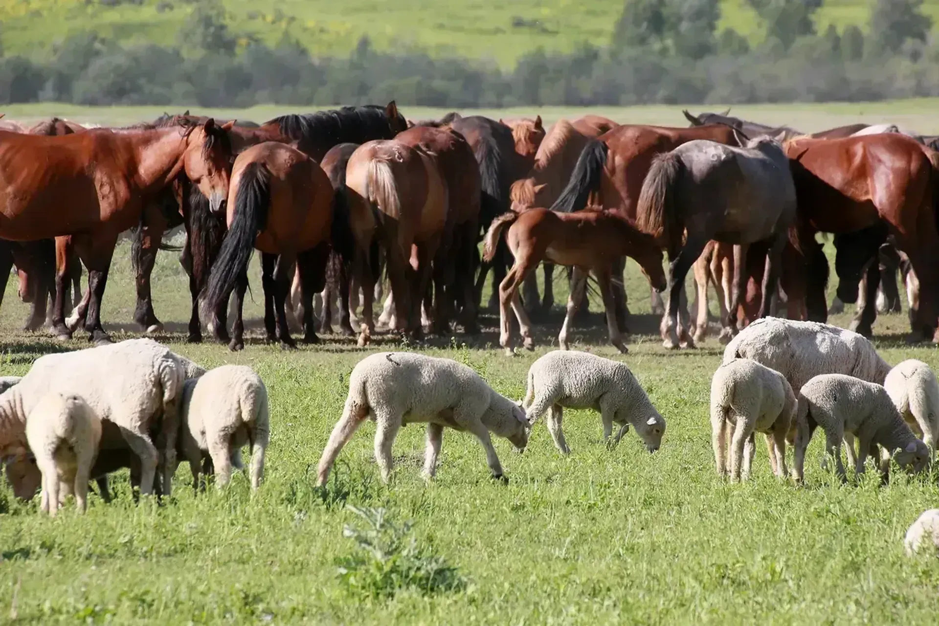 За пять лет Казахстан намерен нарастить экспорт мяса в два раза