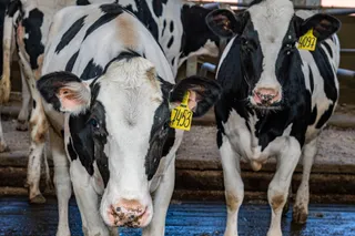 Капитал - Как развивается сельское хозяйство Алматинской области