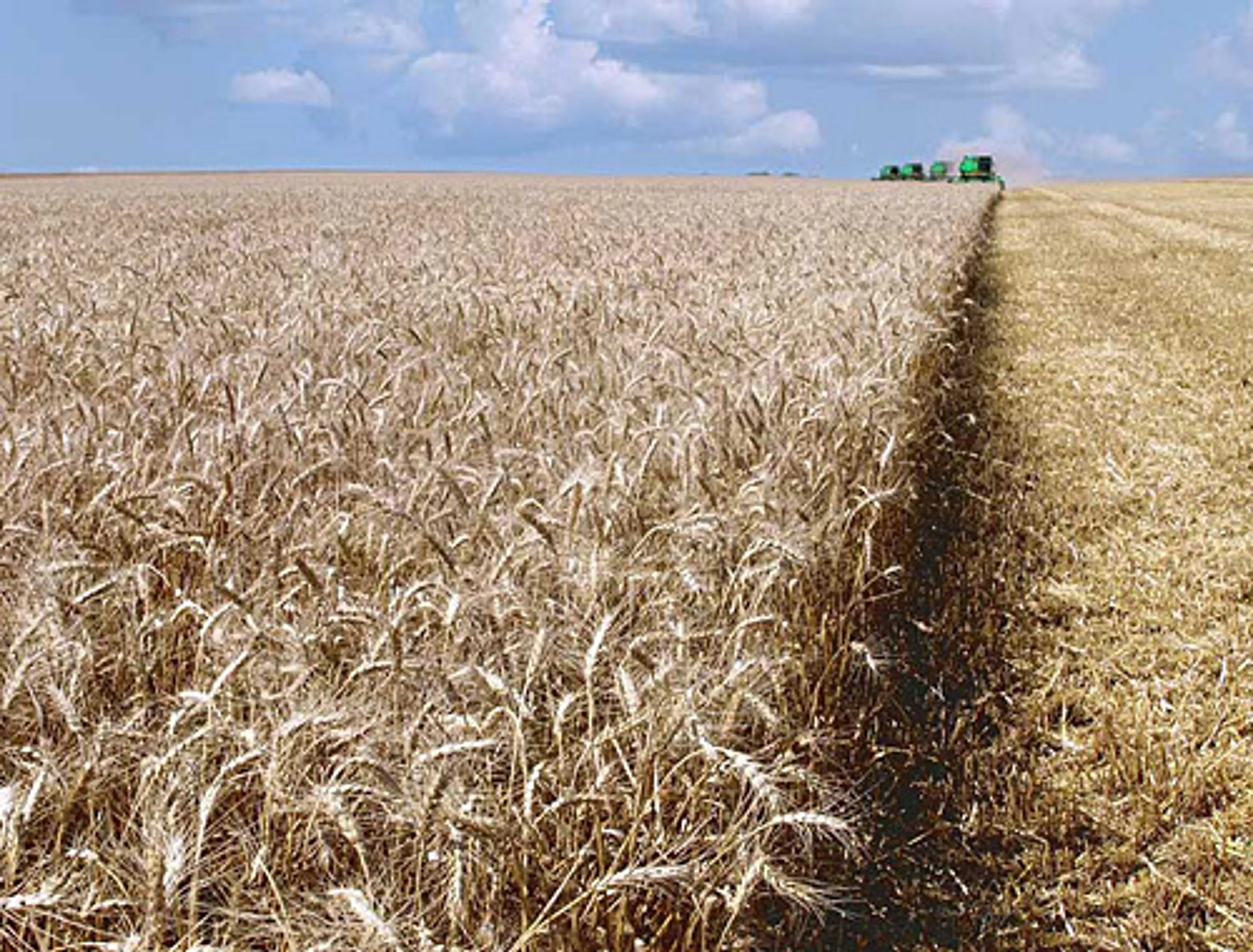 Капитал - Урожай зерна в Казахстане не дотянет до 11 млн. тонн