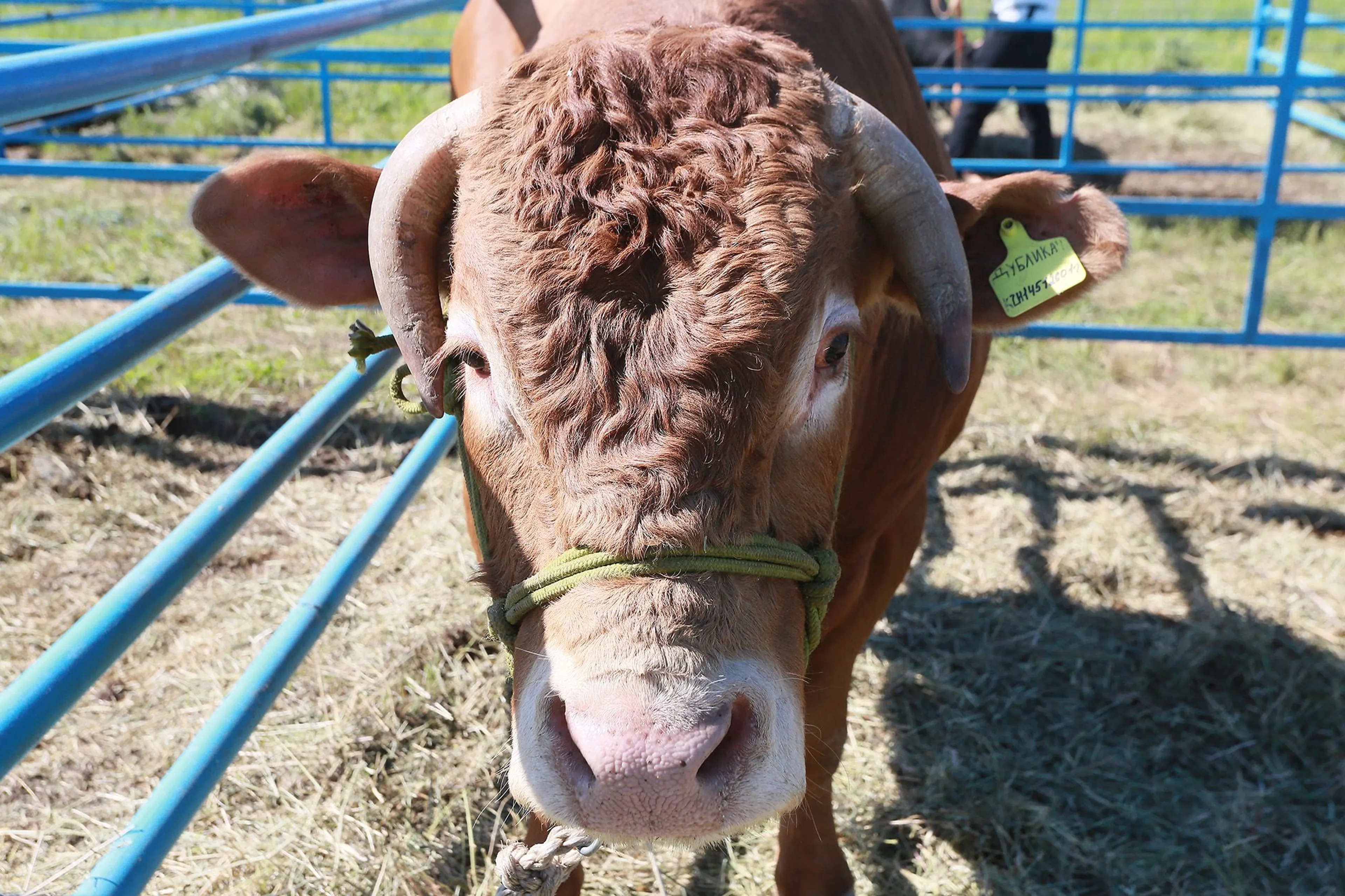 Фото: Руслан Пряников