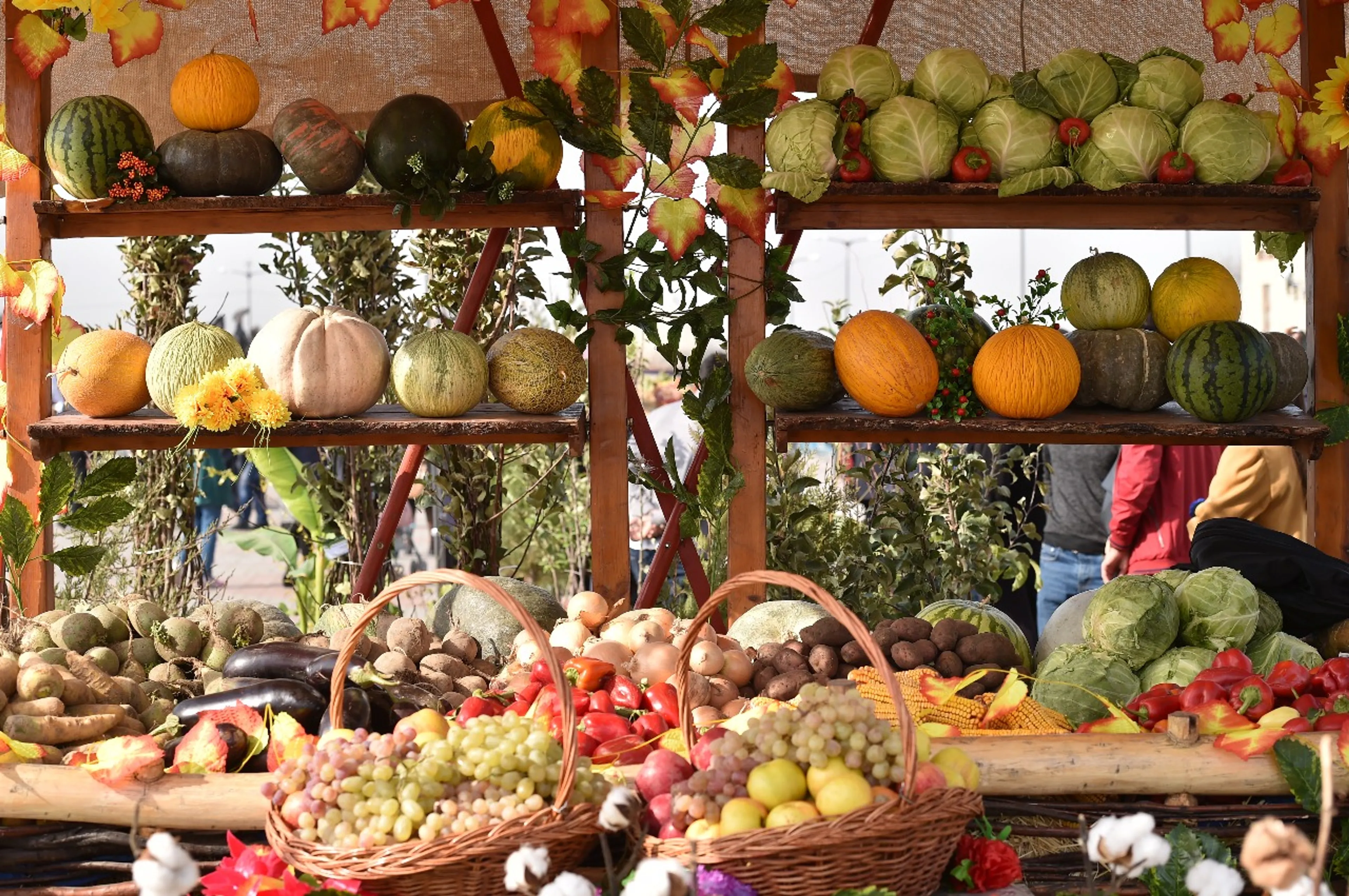 Капитал - В Южном Казахстане собрано 1,3 млн тонн бахчевых культур