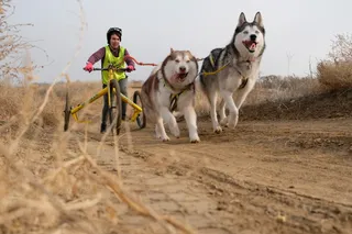 Капитал - Гонки на собачьих упряжках прошли в Алматы