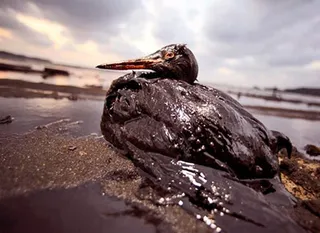 Капитал - «Роснефть» выдвинули на рекорд Гиннеса по разливам нефти