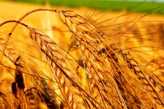 Капитал - Определена закупочная цена  пшеницы