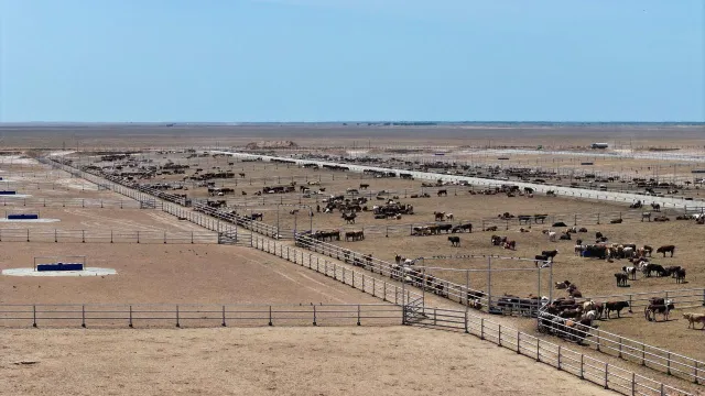 Фото: сайт акимата Туркестанской области 