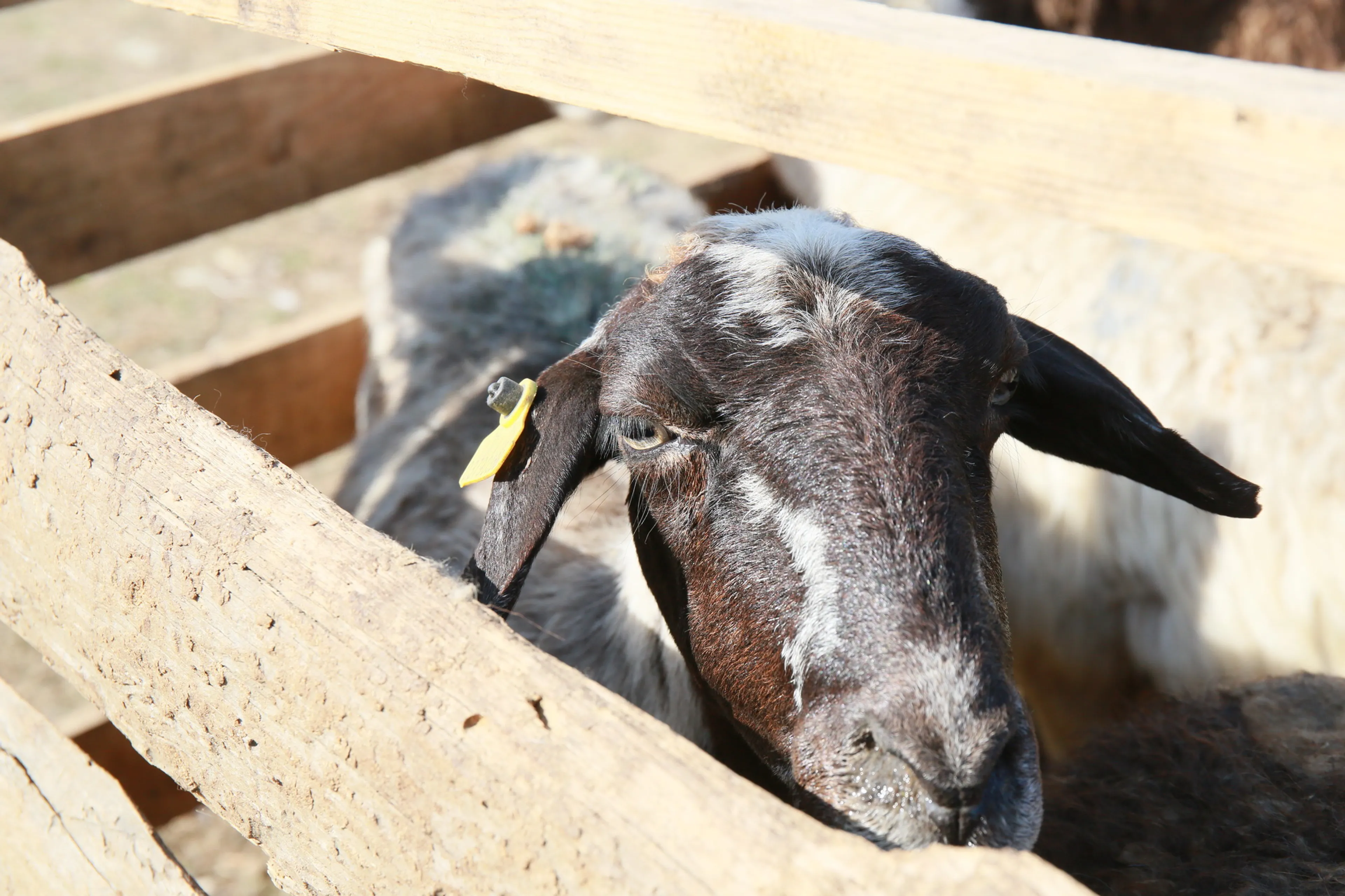 Фото: Руслан Пряников