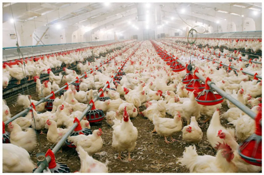 Капитал - Птицеводы получат дешевое зерно