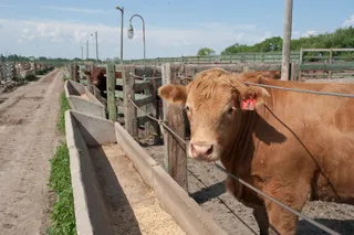 Капитал - С кем Казахстан будет конкурировать на мировом рынке мяса