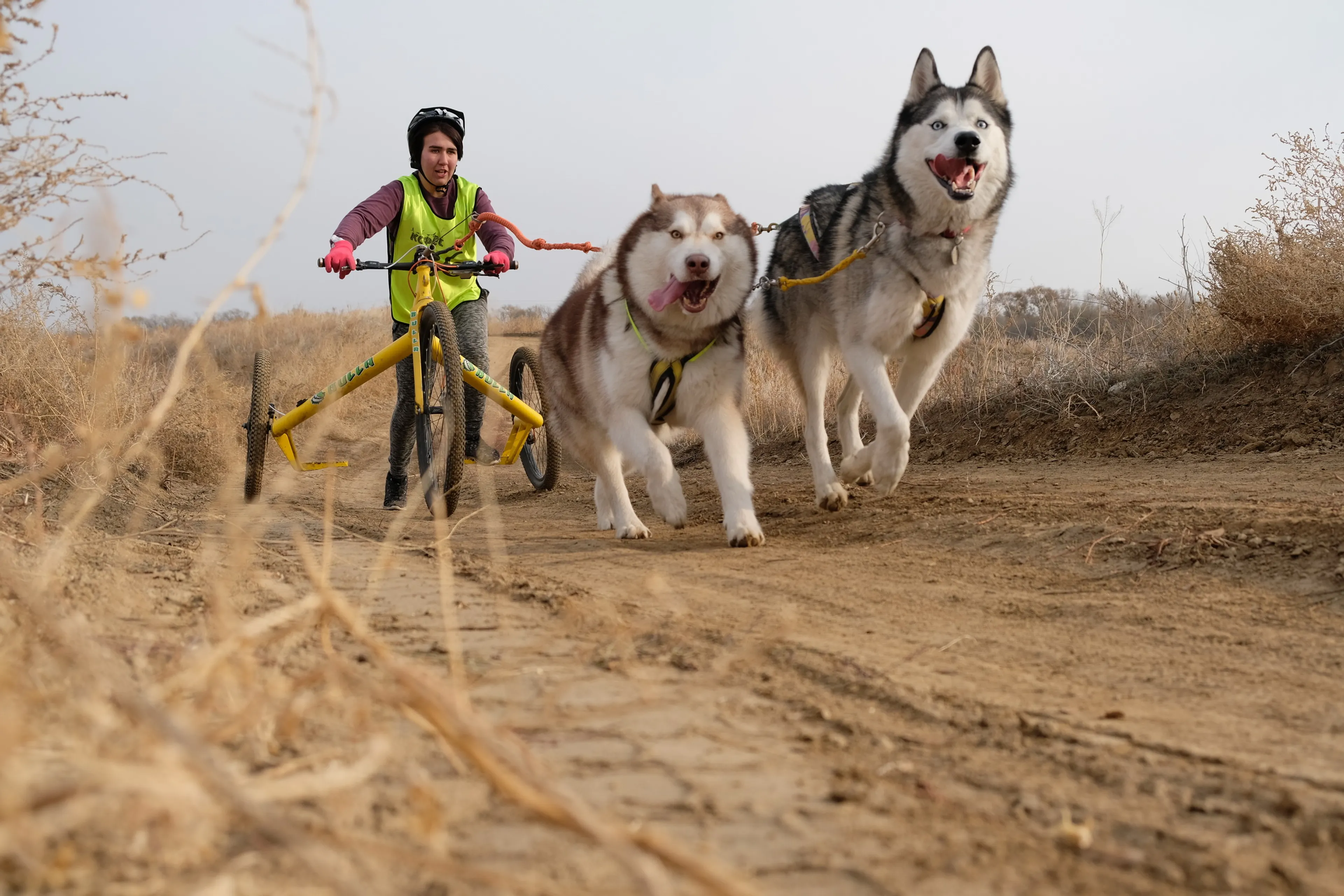 Капитал - Гонки на собачьих упряжках прошли в Алматы