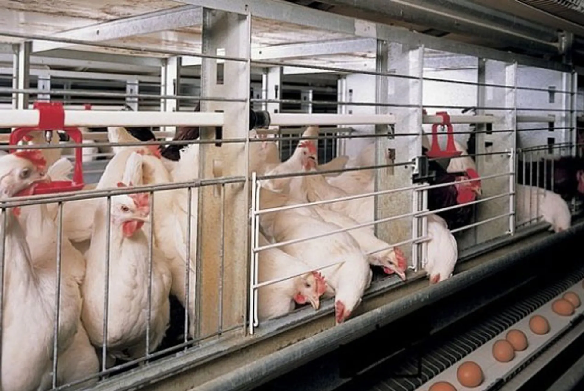 Капитал - 1,5 года простаивает птицефабрика в Костанайской области