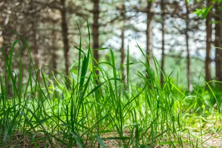 Капитал - В Казахстане проведут аудит сельхозземель