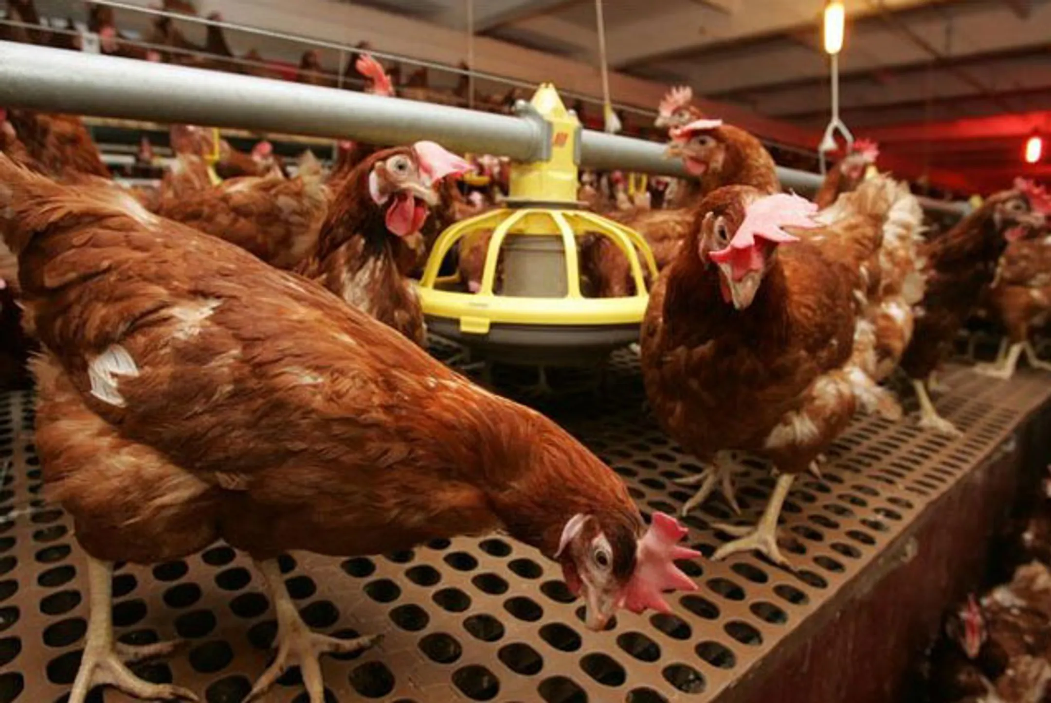 Казына Капитал Менеджмент и ЕБРР инвестируют в АПК - Image Kapital.kz