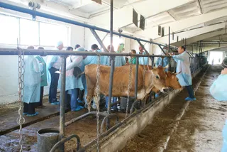 Капитал - РК получит 400 тыс. евро на подготовку ветеринаров