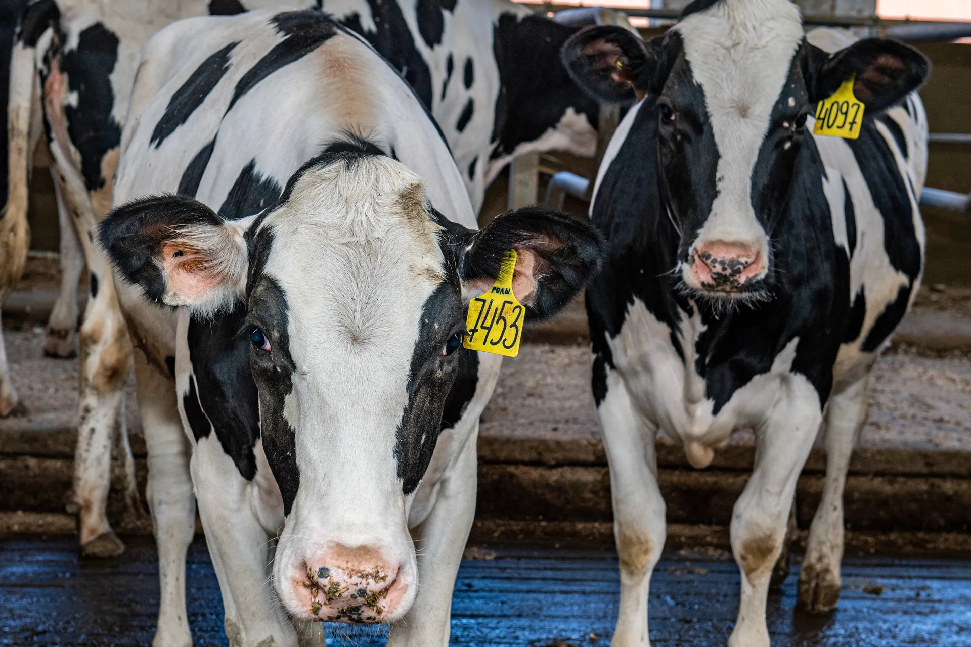 Капитал - Как развивается сельское хозяйство Алматинской области