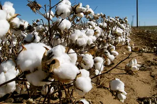 Капитал - Китай станет крупнейшим производителем хлопка в мире