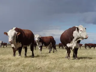 Капитал - Канадцы посетят в РК аукцион по продаже КРС